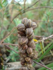   Infructescence:   Lomandra multiflora ; Photo by South Australian Seed Conservation Centre, used with permission
